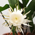 Epiphyllum Cuttings 8-10 Inches Immortal Variety Unrooted Epiphyllum oxypetalum Succulent Plant Houseplant