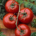 Tomato Seeds Rutgers Heirloom Non-GMO Large Tomato Plant Starter 100 Count Solanum lycopersicum