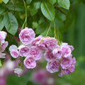 Pink Seven Sisters Roses Climbing Bushes Live Plant Rooted Cuttings Heirloom Rosa multiflora Garden Flower