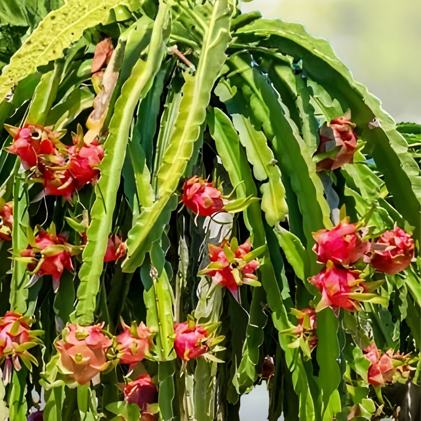 Dragon Fruit Cuttings 8-10in Tropical Cactus Hylocereus spp. Live Plant, Houseplant, Starter Plant, Multiple Varieties