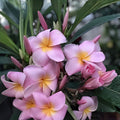 Fresh Plumeria Cutting 10 Inch Double Head Pink Plumeria rubra Tropical Flower Houseplant