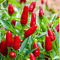 Thai Hot Pepper Seeds, Heirloom Non-GMO Capsicum annuum, Spicy Chili Pepper, Garden, Cooking, 20+ Seeds