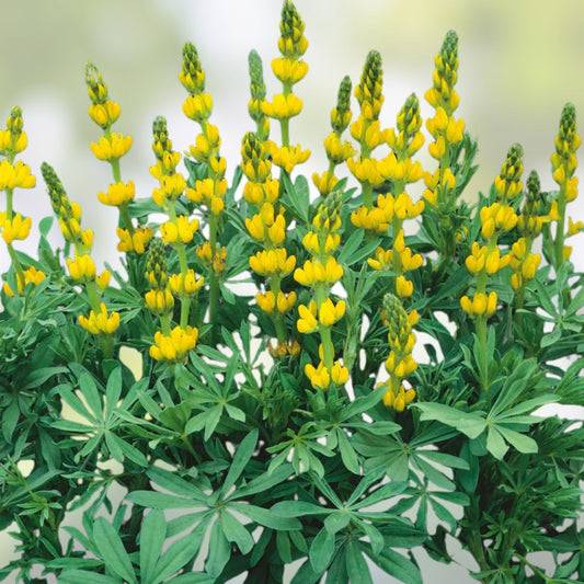 Lupine Seeds Golden Yellow Perennial Wildflower Seeds 100 Count for Garden Planting Lupinus perennis