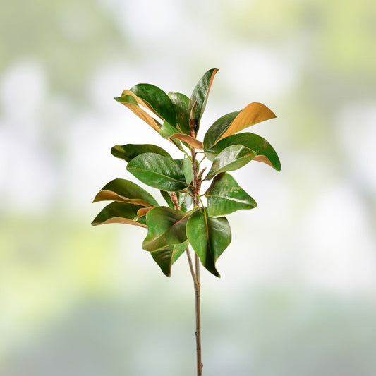 Live Magnolia grandiflora Leaves - Decorative Greenery, Natural Foliage, Houseplant, Cutting, Bare Root, Starter Plant
