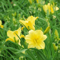 Daylily Seeds Happy Returns Hemerocallis Perennial Flower Seeds for Garden Planting, Live Plant, Cutting, Bare Root, Starter Plant