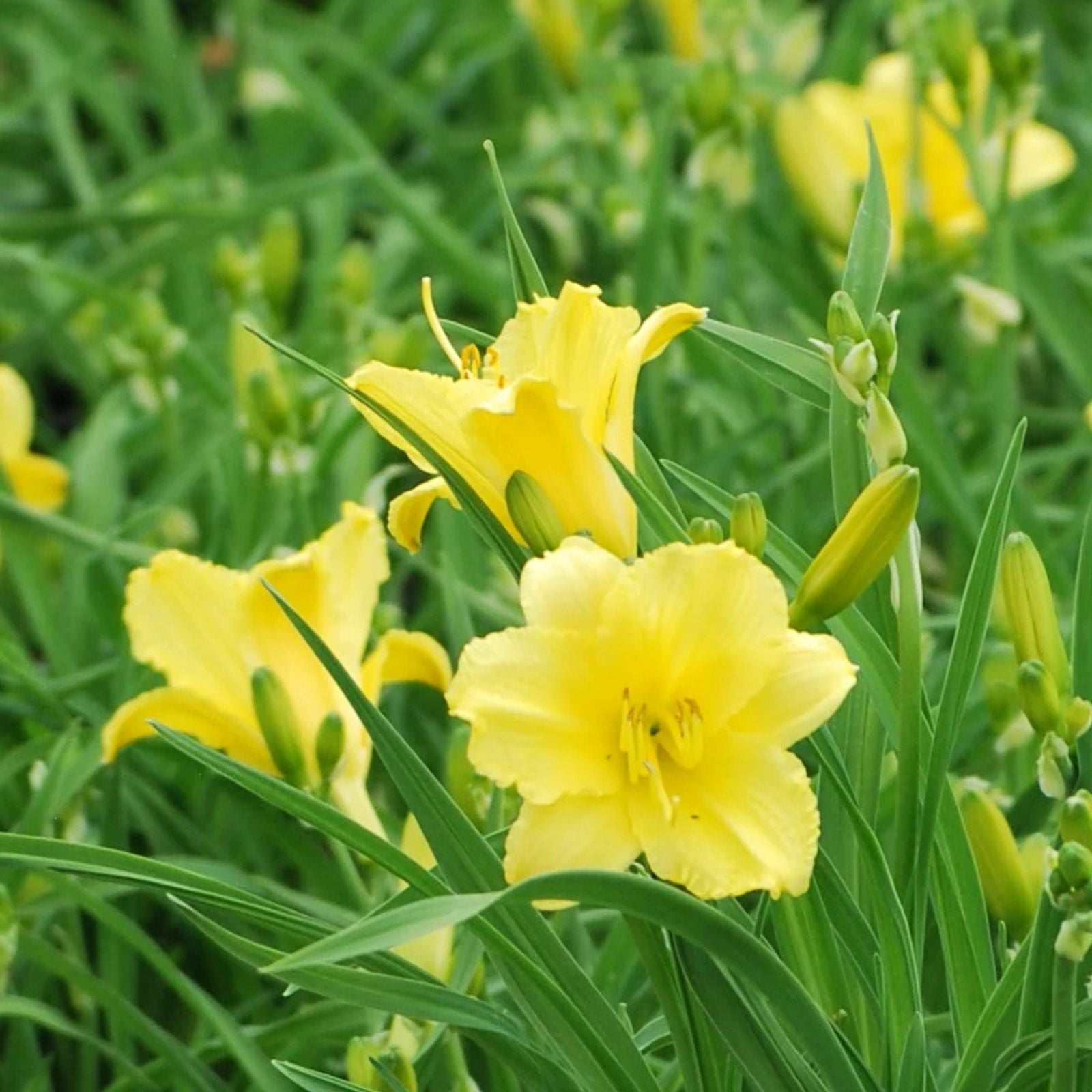 Daylily Seeds Happy Returns Hemerocallis Perennial Flower Seeds for Garden Planting, Live Plant, Cutting, Bare Root, Starter Plant