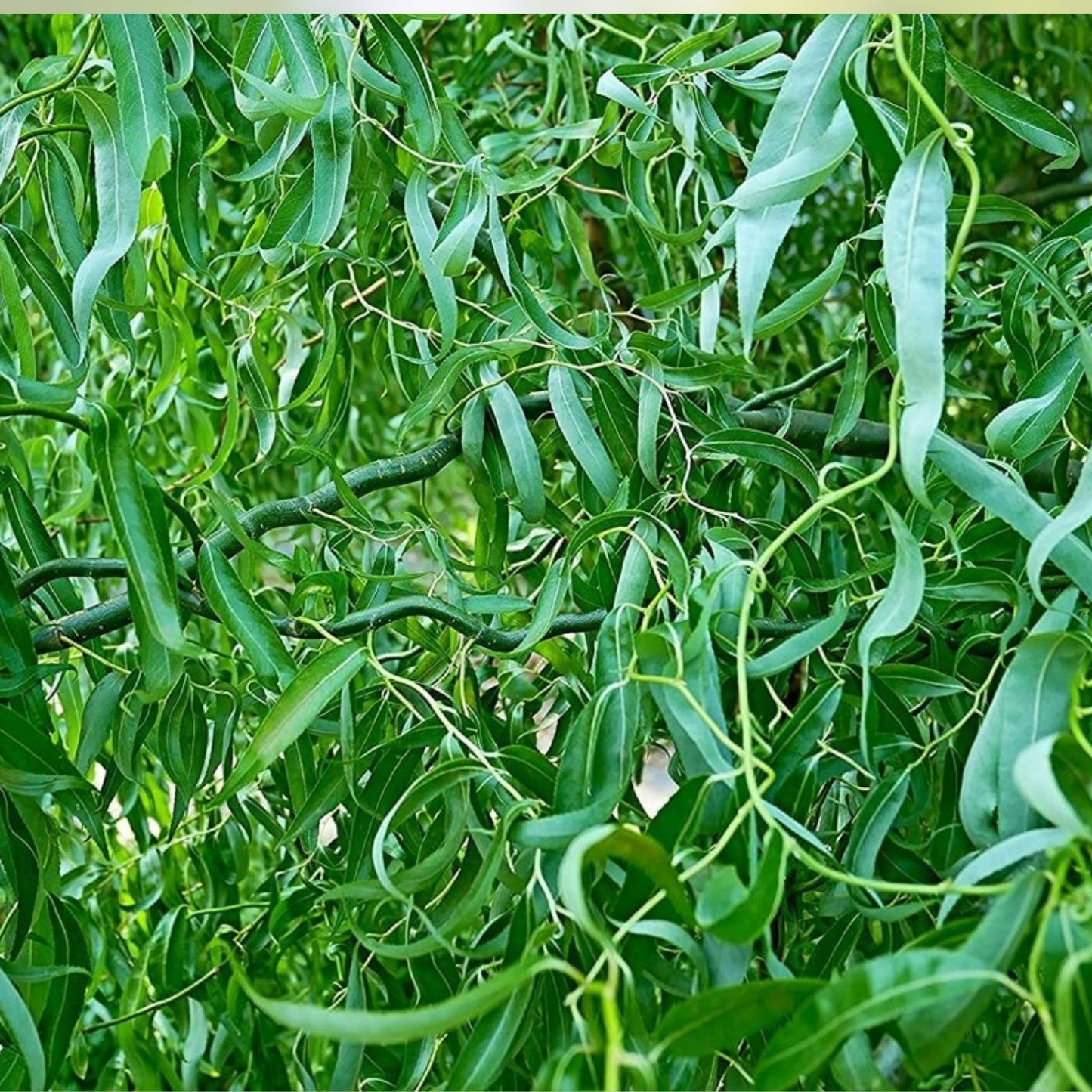 Green Curly Willow Trees 4 Pack – Fast Growing Exotic Salix Matsudana for Landscaping and Privacy Screening