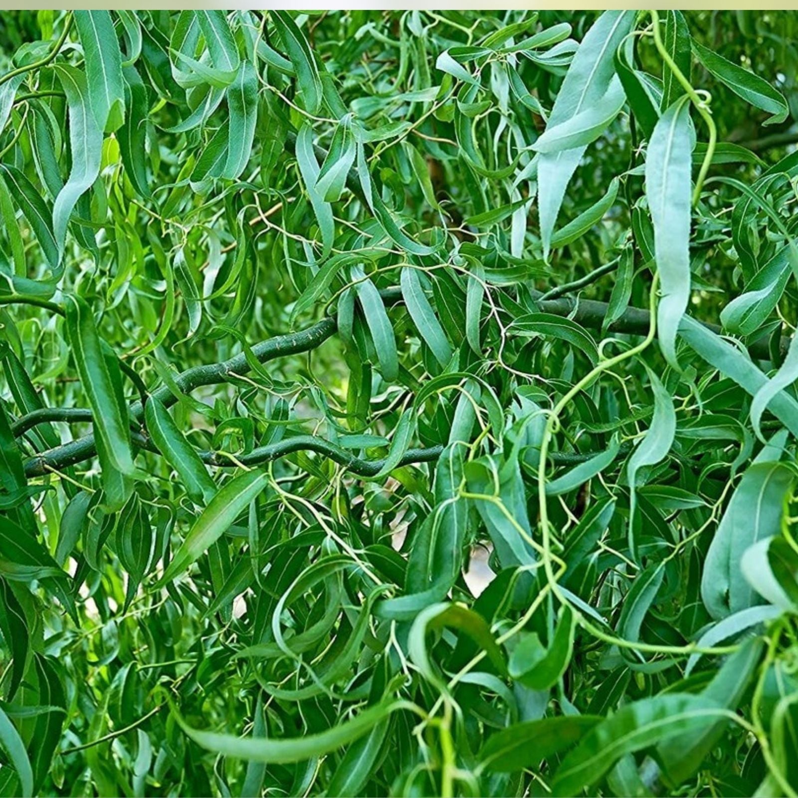 Green Curly Willow Trees 4 Pack – Fast Growing Exotic Salix Matsudana for Landscaping and Privacy Screening