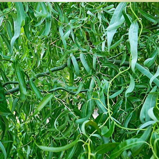 Green Curly Willow Trees 4 Pack – Fast Growing Exotic Salix Matsudana for Landscaping and Privacy Screening