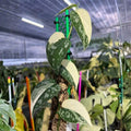 Variegated Scindapsus Mayari Cuttings - Indoor Houseplant, Epipremnum aureum, Easy to Grow, Unique Leaf Pattern