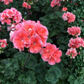 Coral Zonal Geranium Pelargonium Stem Cuttings – Live Plant Propagation for Gardening Enthusiasts