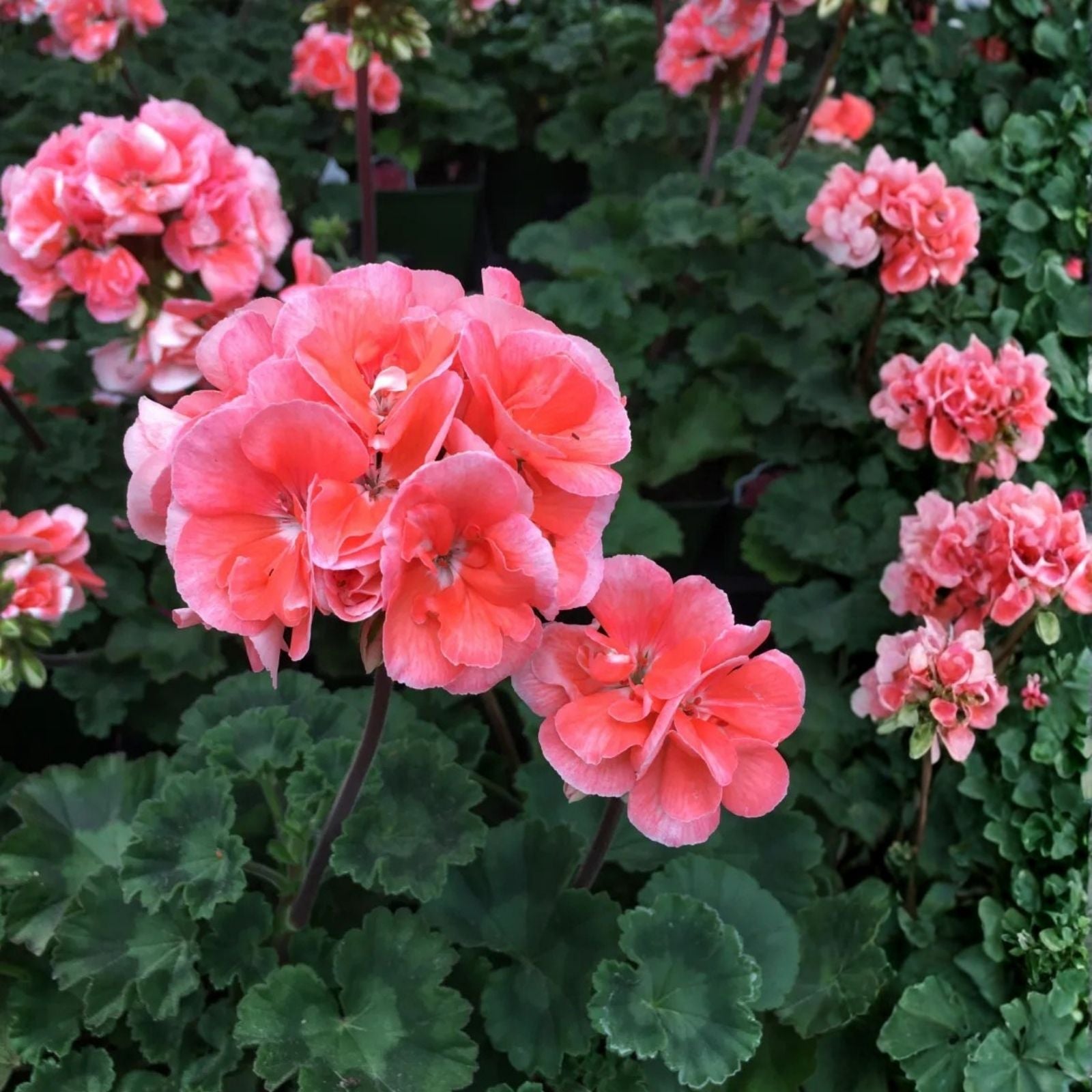 Coral Zonal Geranium Pelargonium Stem Cuttings – Live Plant Propagation for Gardening Enthusiasts
