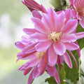 Epiphyllum Orchid Cactus DANTE Variety Live Houseplant Cutting Easy Care Bright Blooms Indoor Plant
