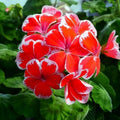 Rare Red & White Geranium Cutting Pelargonium Indoor Plant Starter 2x6 Live Houseplant