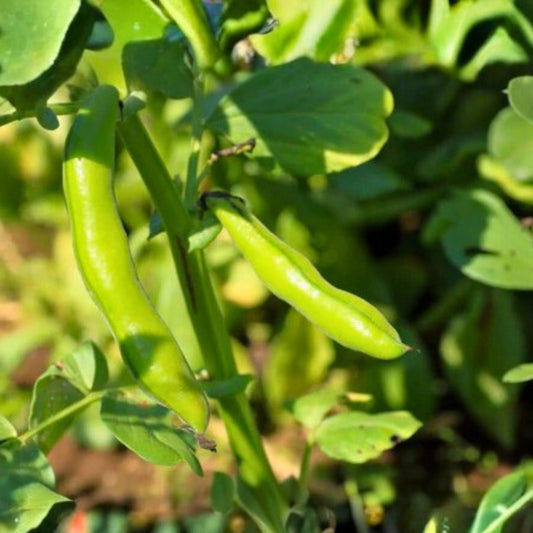 Heirloom Bean Seeds Commodore Bush Green Non-GMO Vegetable Seeds for Gardening 50+ Starter Plants