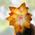 Thanksgiving Christmas Cactus Cuttings, Schlumbergera, Holiday Succulents, Live Plant, Houseplant, Starter, Bare Root, Flowering Plant