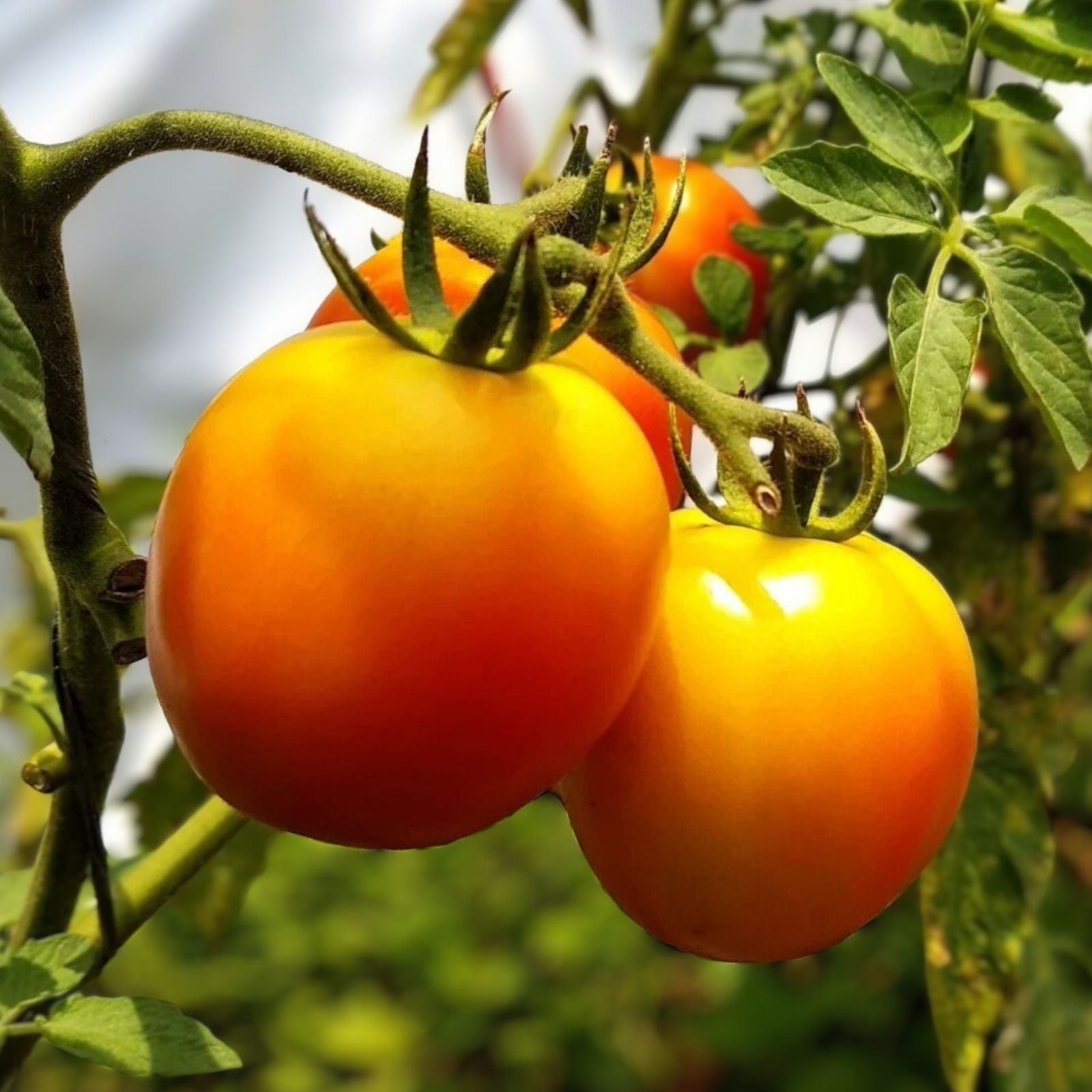 Jubilee Heirloom Tomato Seeds 500 Count Non-GMO Vegetable Seeds Solanum lycopersicum Starter Plant