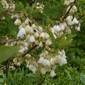 Carolina Silverbell Halesia carolina Live Plant Cuttings 10-Pack for Landscaping Garden Home Decor