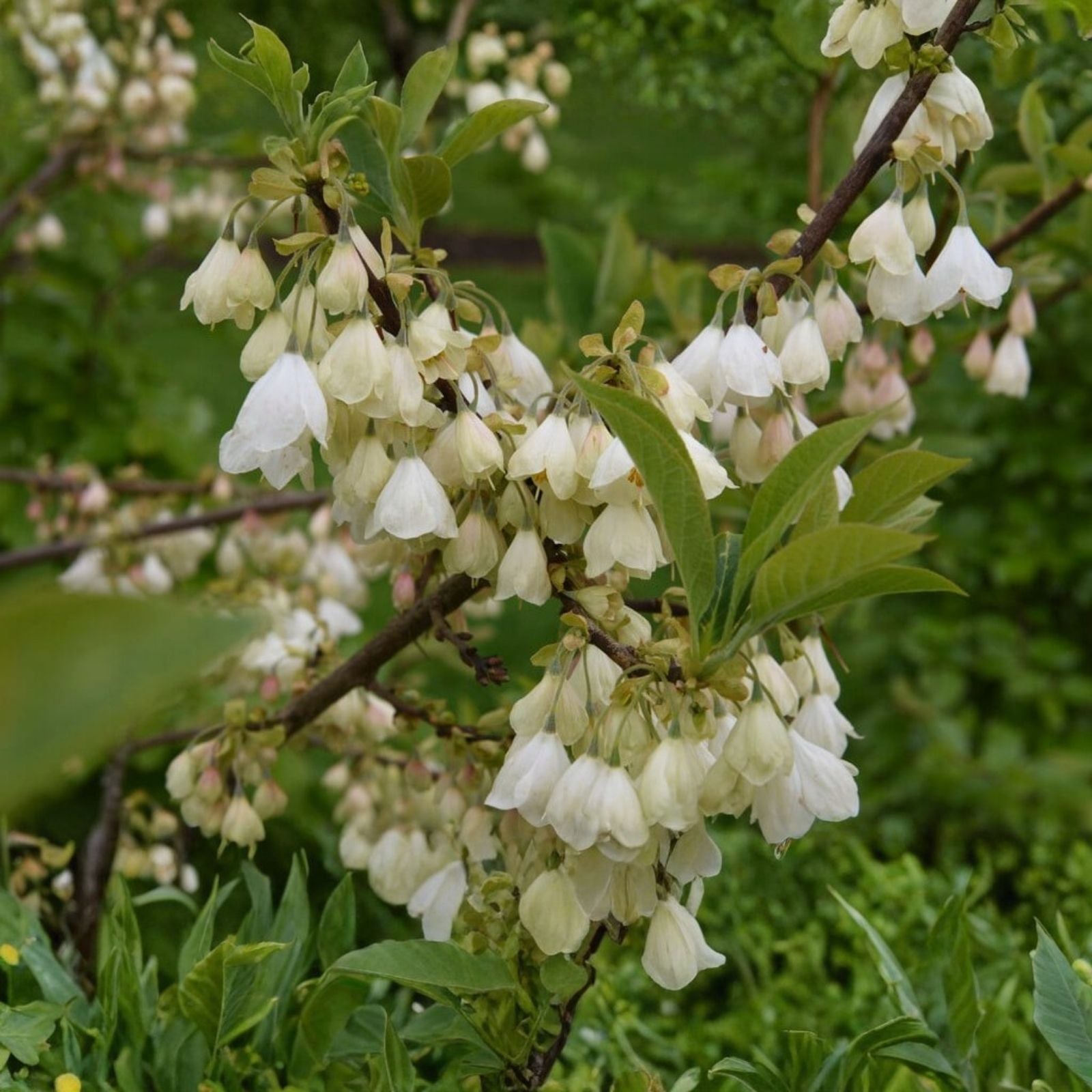 Carolina Silverbell Halesia carolina Live Plant Cuttings 10-Pack for Landscaping Garden Home Decor
