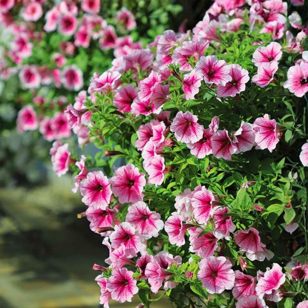 Petunia Seeds 1000+ Count Raspberry Reverie Annual Flower Seeds Perennial Variety Petunia x hybrida US Seller