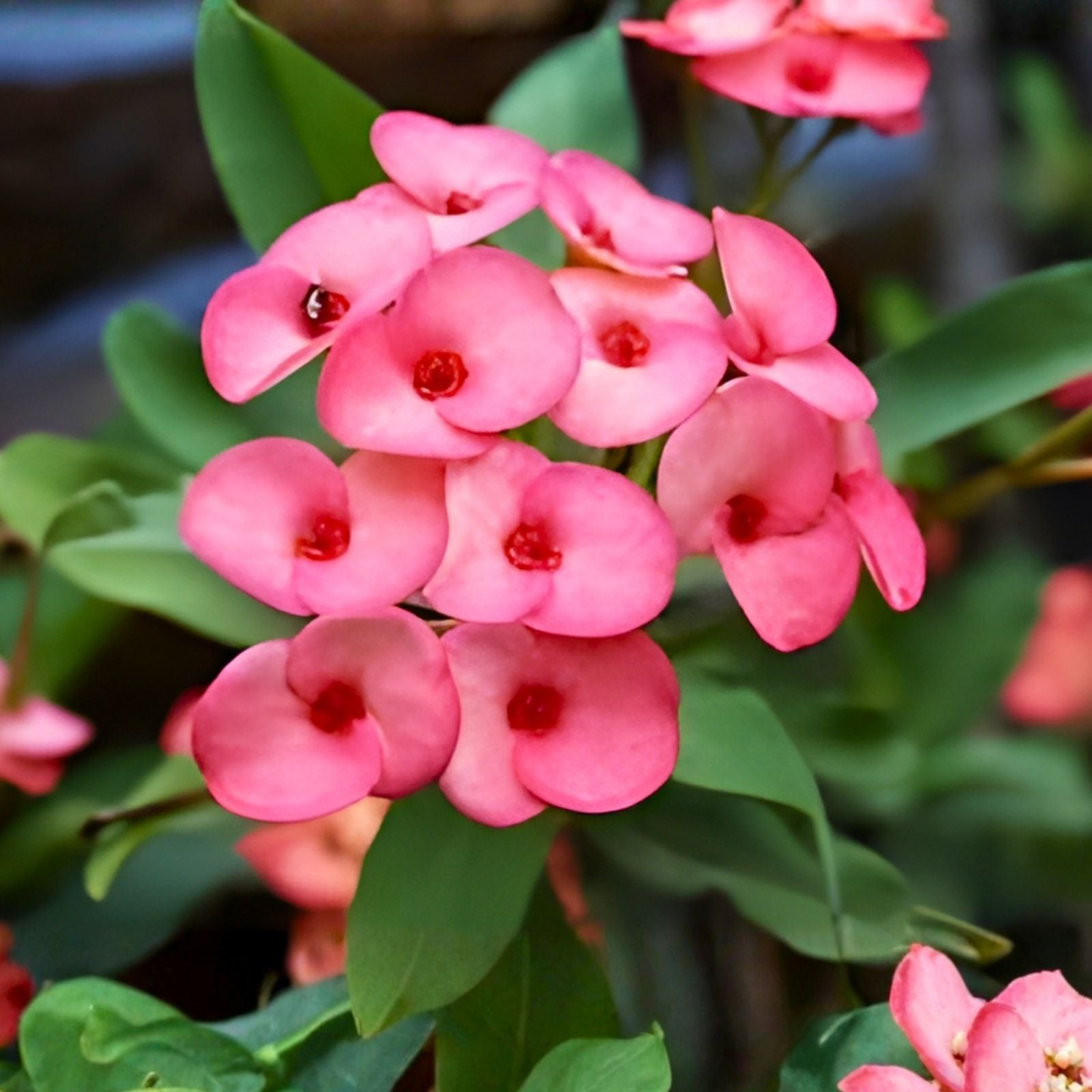 Coral Pink Crown of Thorns Cutting Euphorbia milii Succulent Plant Live Starter Houseplant for Garden Decor