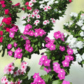 Vinca Seeds 500 Count Sunsplash Mix Catharanthus roseus Flower Seeds for Garden, Landscape, Houseplant, Live Plant, Cutting, Bare Root