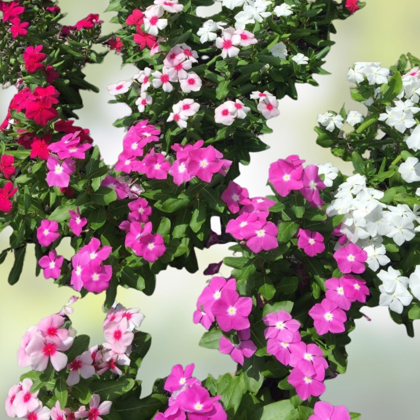Vinca Seeds 500 Count Sunsplash Mix Catharanthus roseus Flower Seeds for Garden, Landscape, Houseplant, Live Plant, Cutting, Bare Root