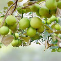 Taiwan Green Jujube Tree Graft Cutting 10" Ziziphus jujuba Edible Fruit Tree, Juicy Sweet, Live Plant, Starter Plant