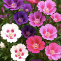 Godetia Seeds Pink White Mix Organic Flower Seeds for Garden, Live Plant, Cutting, Starter Plant, USA Grown, Free Shipping