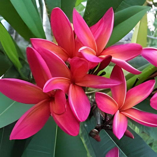 Large Plumeria Cutting Kona Sunset 20" – Plumeria rubra Tropical Flowering Live Rooted Houseplant