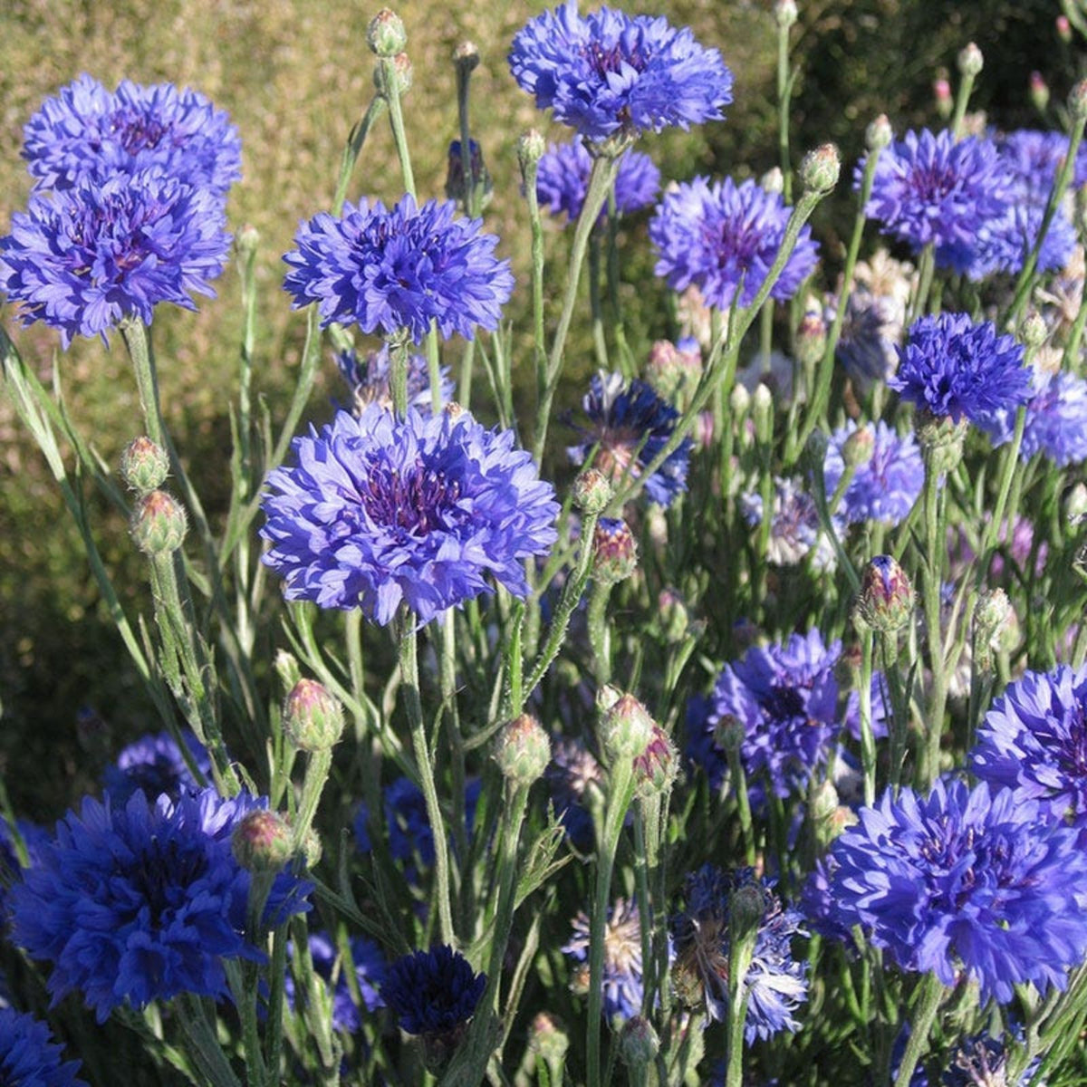 Dwarf Blue Bachelor Button Seeds 100 Count - Ornamental Border Flower - Centaurea cyanus - Easy to Grow Garden Flower