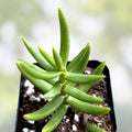Crassula tetragona Mini Pine Tree Succulent Cuttings 5-Pack, 5-6" Live Houseplants, Succulent Starter Plants, Decorative Garden Plants