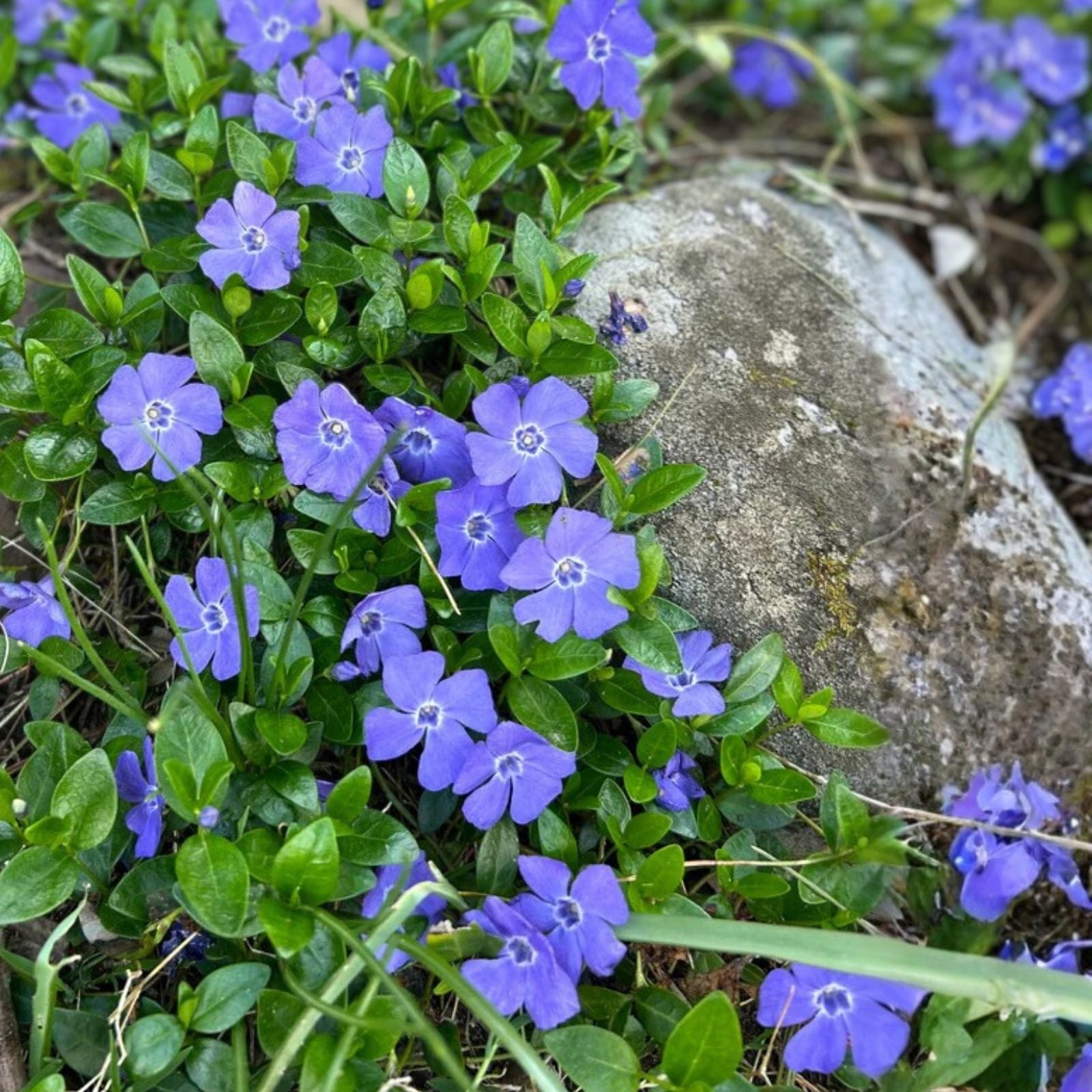 Vinca Minor Creeping Myrtle Ground Cover Plants 35 Pack, Shade Tolerant, Periwinkle, Live Plant, Groundcover, Flowering, Bare Root, Houseplant