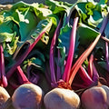 Beet Seeds 500 Count Early Wonder Heirloom Non-GMO Beta vulgaris Vegetable Seeds for Gardening, Live Plant, Starter, Cutting