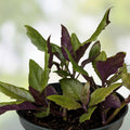 Hot Weather Spinach Collection – 12 Cuttings Okinawa, Brazilian, Longevity Edible Greens for Warm Climates – bloomhavennursery