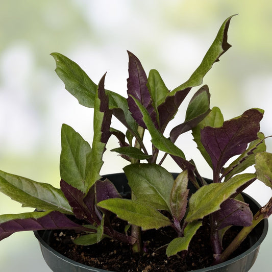 Hot Weather Spinach Collection – 12 Cuttings Okinawa, Brazilian, Longevity Edible Greens for Warm Climates – bloomhavennursery