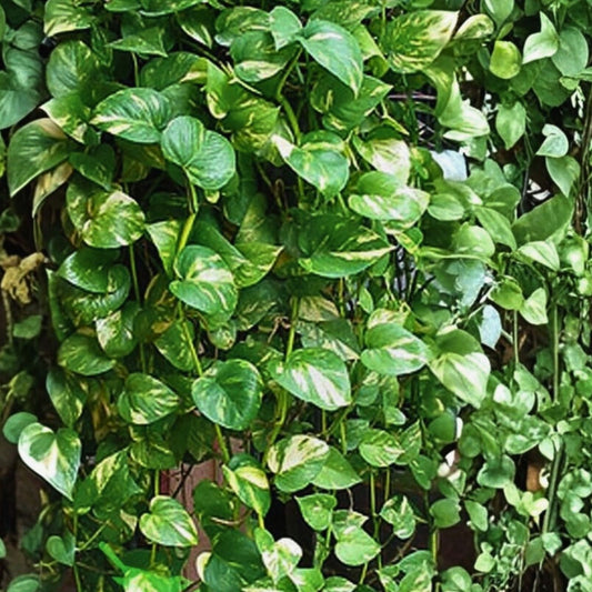 Golden Queen Pothos Vine 24" Houseplant, Epipremnum aureum, Indoor Trailing Plant, Live Cutting, New Harvest Quality