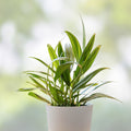 Epipremnum Amplissimum Silver Streak Unrooted Cutting | 2 Node Pothos Plant | Variegated Indoor Houseplant | Fresh Stock