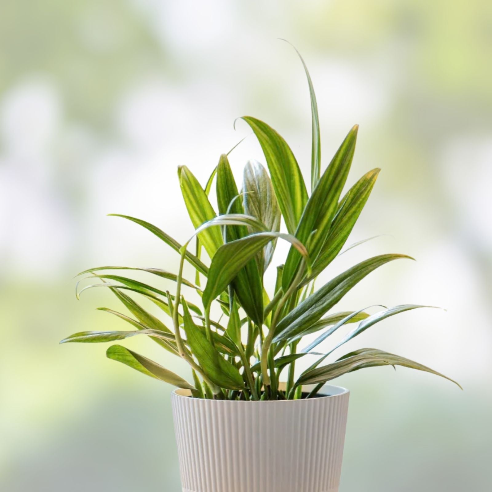 Epipremnum Amplissimum Silver Streak Unrooted Cutting | 2 Node Pothos Plant | Variegated Indoor Houseplant | Fresh Stock