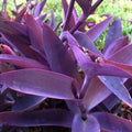 Purple Heart Wandering Jew Cuttings 5 Pack 6in, Tradescantia Pallida, Purple Foliage, Live Indoor Plant Starter, Houseplant Cuttings