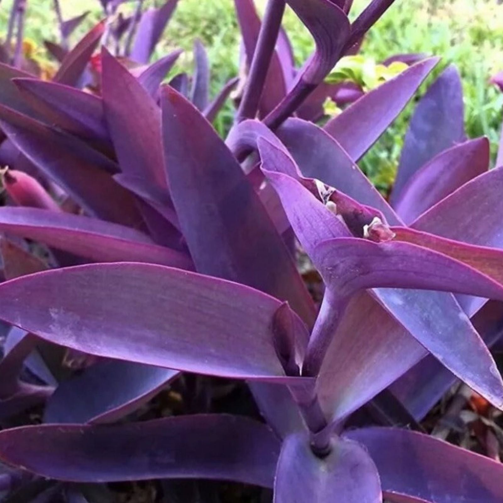Purple Heart Wandering Jew Cuttings 5 Pack 6in, Tradescantia Pallida, Purple Foliage, Live Indoor Plant Starter, Houseplant Cuttings