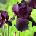 Bearded Iris Rhizome Superstition Deep Purple Black Iris germanica Live Plant Flower Bulb Cutting Starter