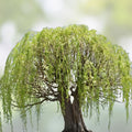 Bonsai Willow Tree Bundle - 3 Large Trunk Cuts - Exotic Salix Bonsai - Live Indoor Plant Gift - bloomhavennursery