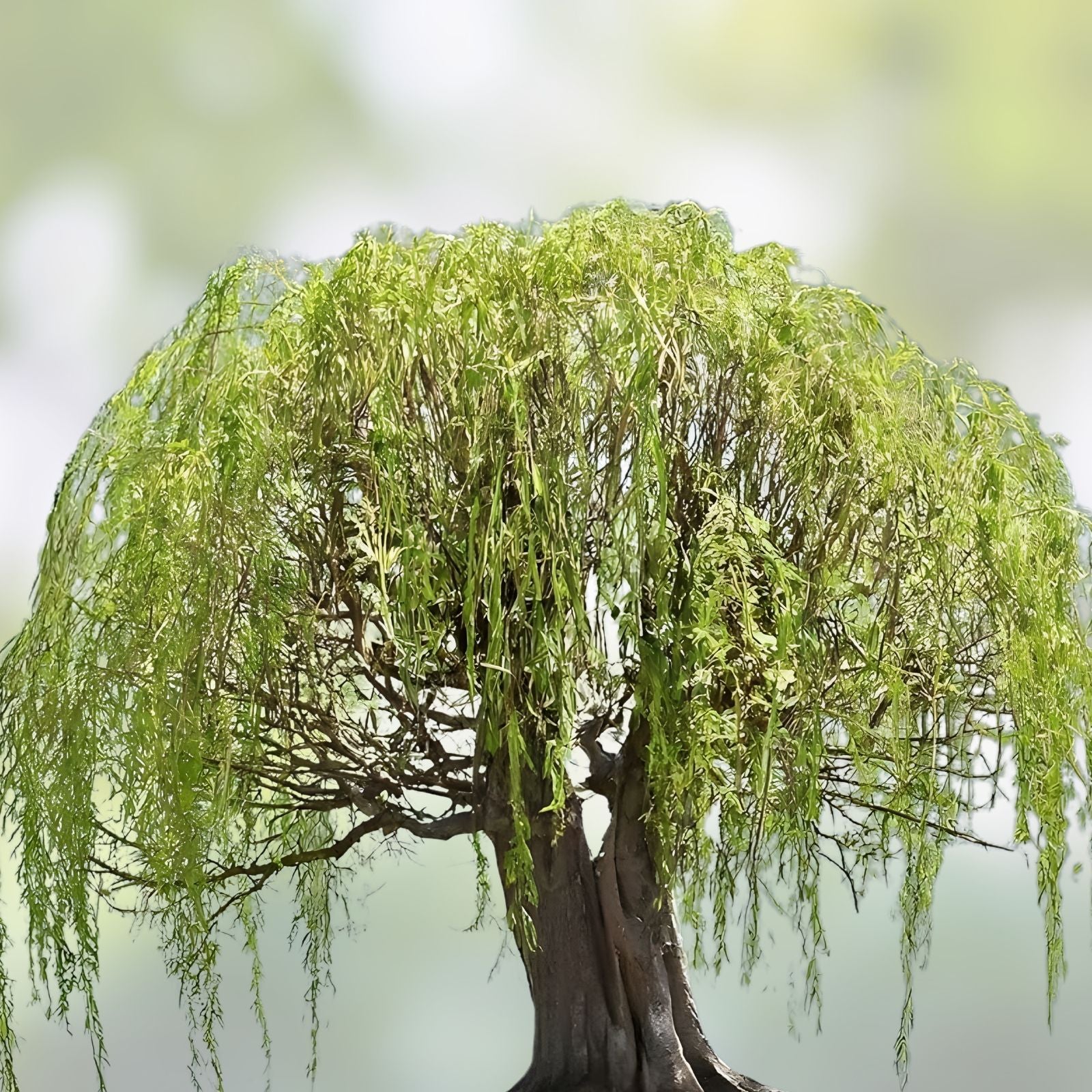 Bonsai Willow Tree Bundle - 3 Large Trunk Cuts - Exotic Salix Bonsai - Live Indoor Plant Gift - bloomhavennursery