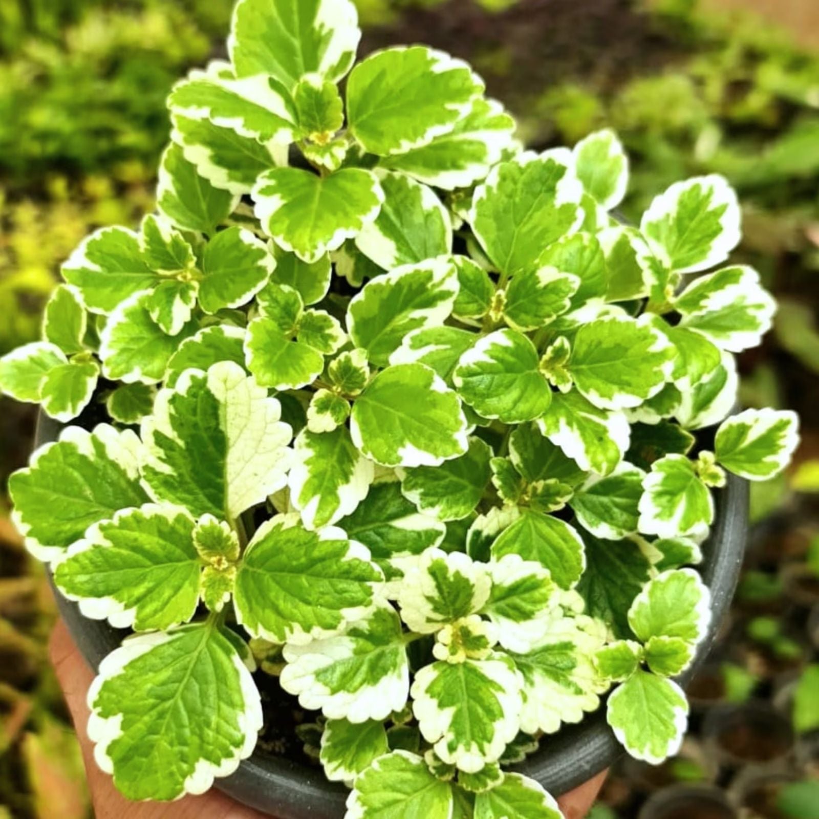 Plectranthus Swedish Ivy Green Live House Plant Starter Indoor Plant for Home Decor Buy 2 Get 1 Free