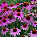 Dahlia Pom Pom Seeds 100+ Mixed Color Flower Seeds for Garden Planting and Landscaping - Dahlia pinnata