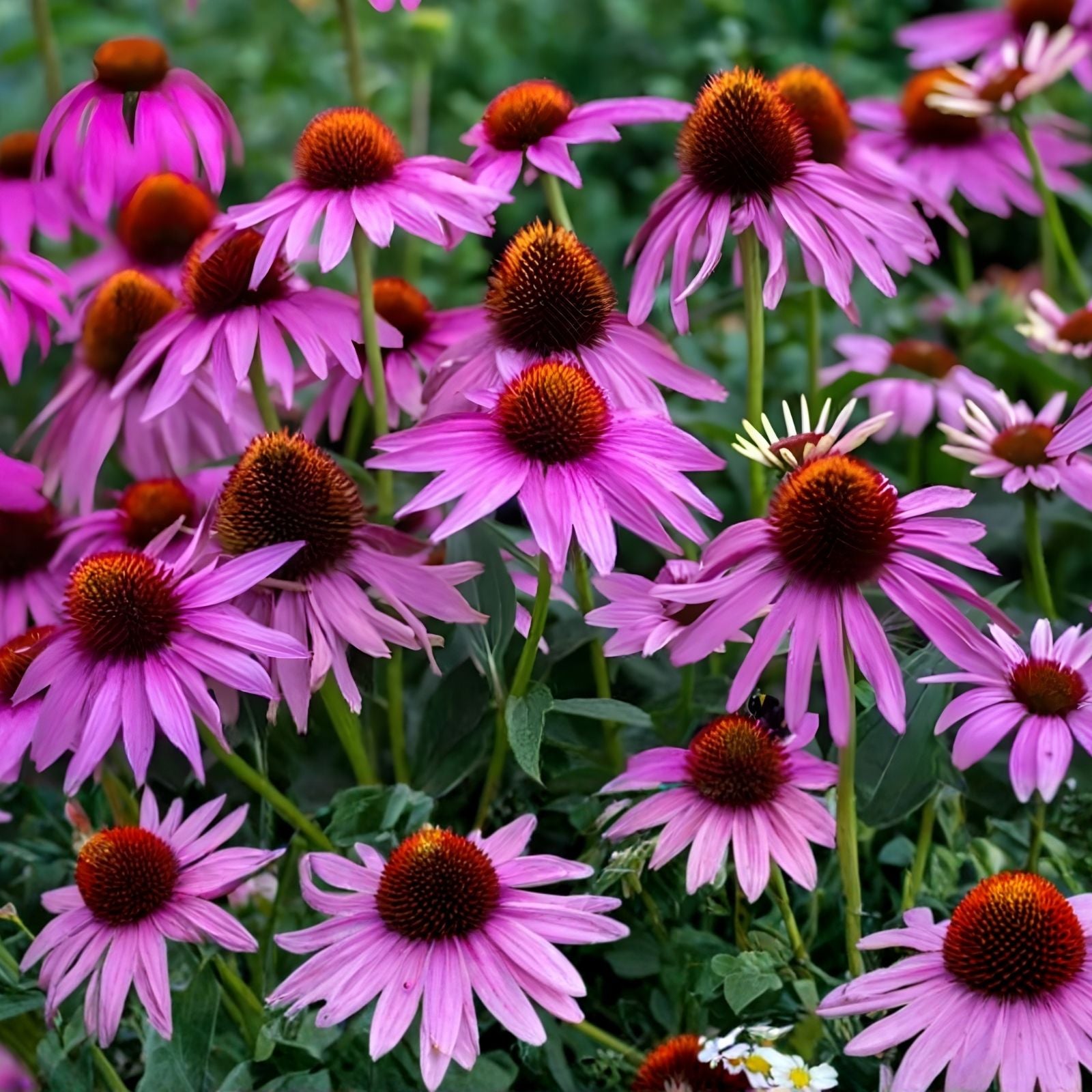 Dahlia Pom Pom Seeds 100+ Mixed Color Flower Seeds for Garden Planting and Landscaping - Dahlia pinnata