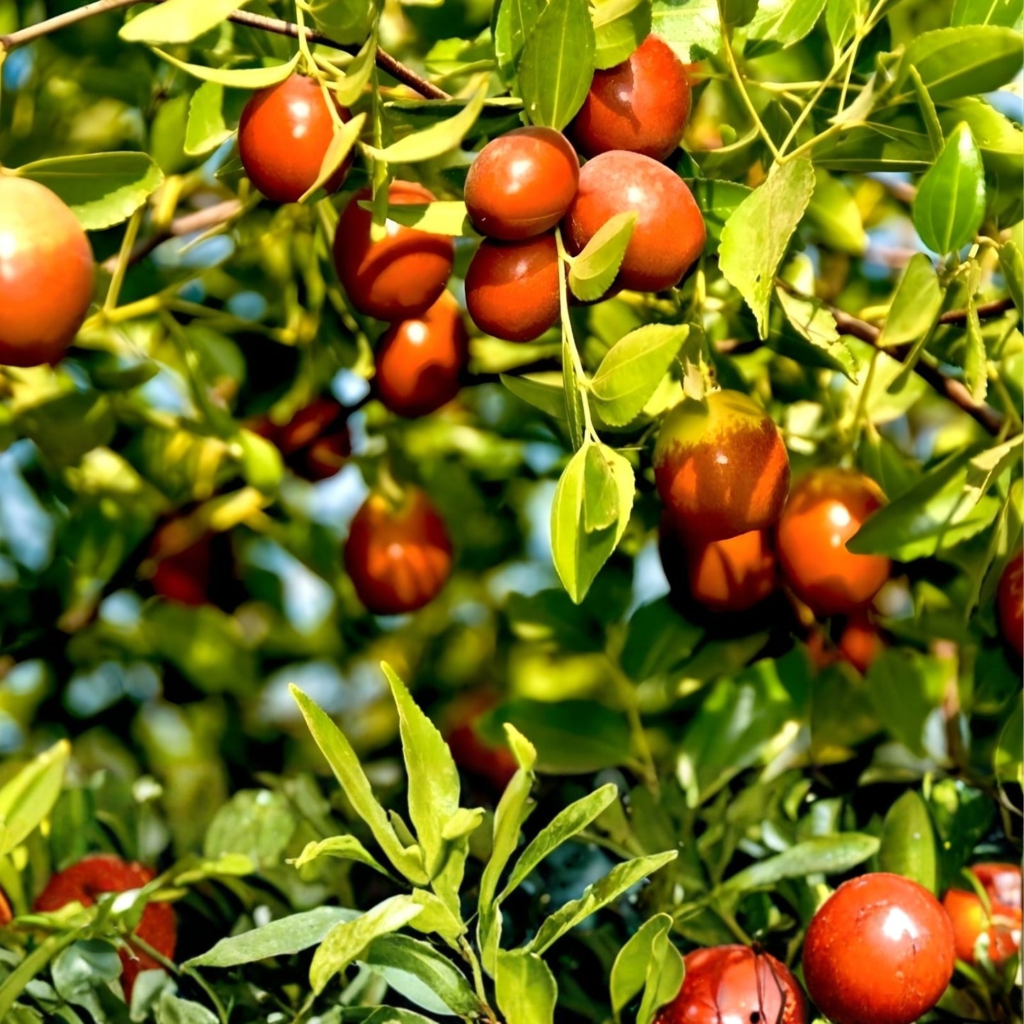 Indian Jujube Seeds 10 Pack - Ziziphus mauritiana Fruit Tree for Planting, Edible Fruit, Drought Tolerant, Chinese Date Seeds