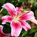 Oriental Lily Bulb Stargazer Red White Fragrant Flower Bulb 16/18cm Live Plant Cutting Houseplant