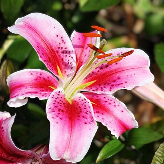 Oriental Lily Bulb Stargazer Red White Fragrant Flower Bulb 16/18cm Live Plant Cutting Houseplant